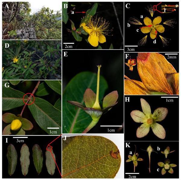 科研人员发现木本植物新种：荔波金丝桃
