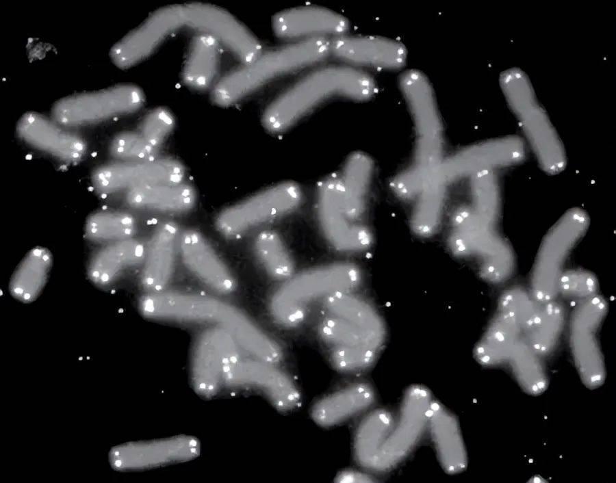 数字永生和肉身永生，哪个最有希望实现？