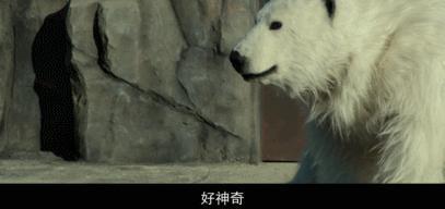 包贝尔新片，烂到没边！太脑残了…