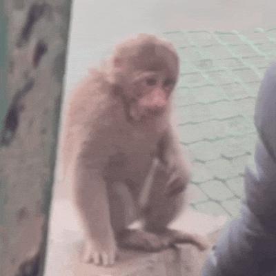 啧啧，小米这满血小屏，果然没对手