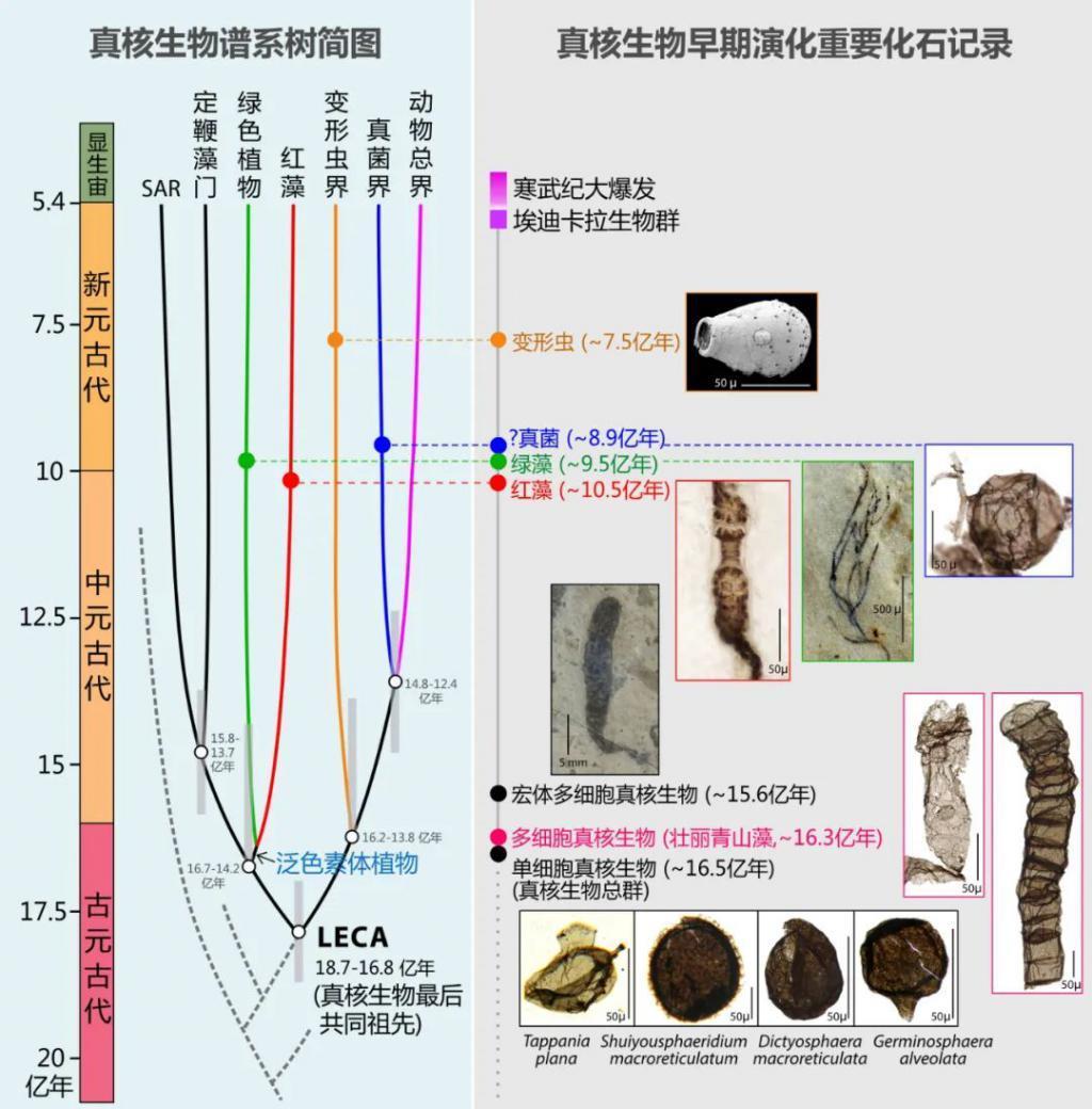16.3 亿年前，我国发现迄今全球最早的多细胞真核生物化石