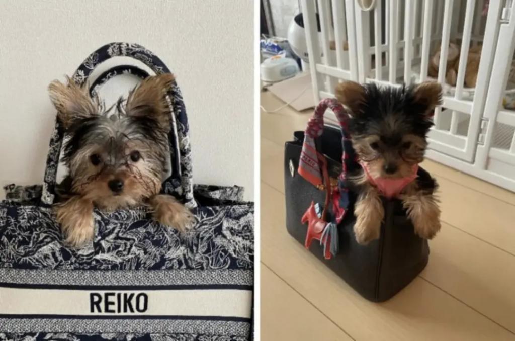 还记得网红玲子reiko吗？和高州首富之子闪婚？