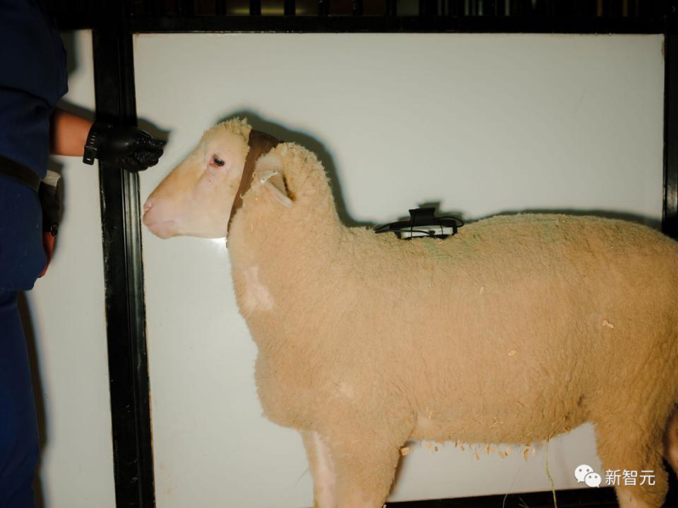 Neuralink内部实验室曝光！7年计划2.2万例手术，为对抗超级AI搞研发