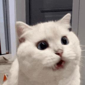 内娱再出普女，这下全完了……