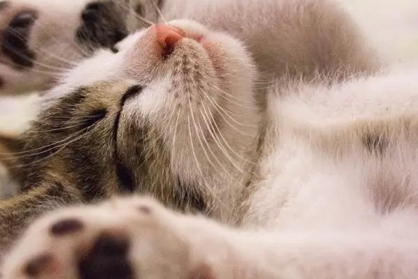 这6个在海外赚翻的宠物创新机会，靠不靠谱？