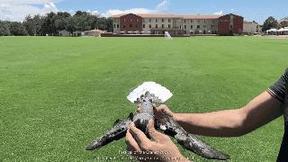 死鸟重生成了无人机，之后将和鸟群一起飞，不知道别的鸟能否发现它早死了……