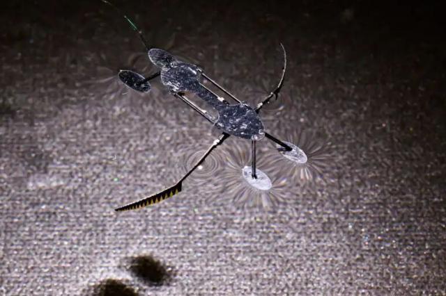 科学家制成迄今最轻快全功能机器人：以昆虫为模型，轻至 8 毫克