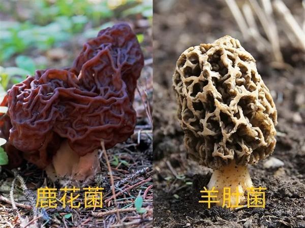 我们不熟不发筷子的羊肚菌 美国居然生吃：51人中毒
