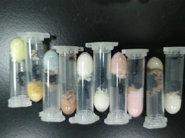 进境快递藏有1325只超大蚂蚁：长1厘米 属外来物种