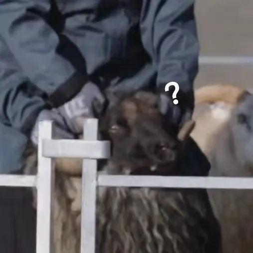 我也不想磕啊，可他俩手都牵上叻！