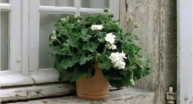 《沉静如海》：9.2分，最干净的战争爱情片，却被名字耽误