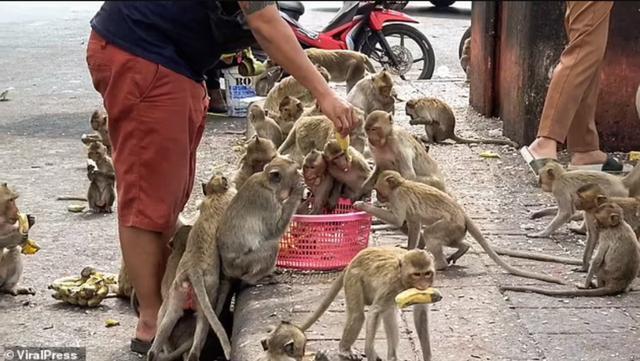泰国小镇被3500只猴子占据，商场关门，游客吓跑