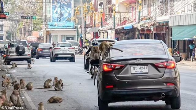泰国小镇被3500只猴子占据，商场关门，游客吓跑