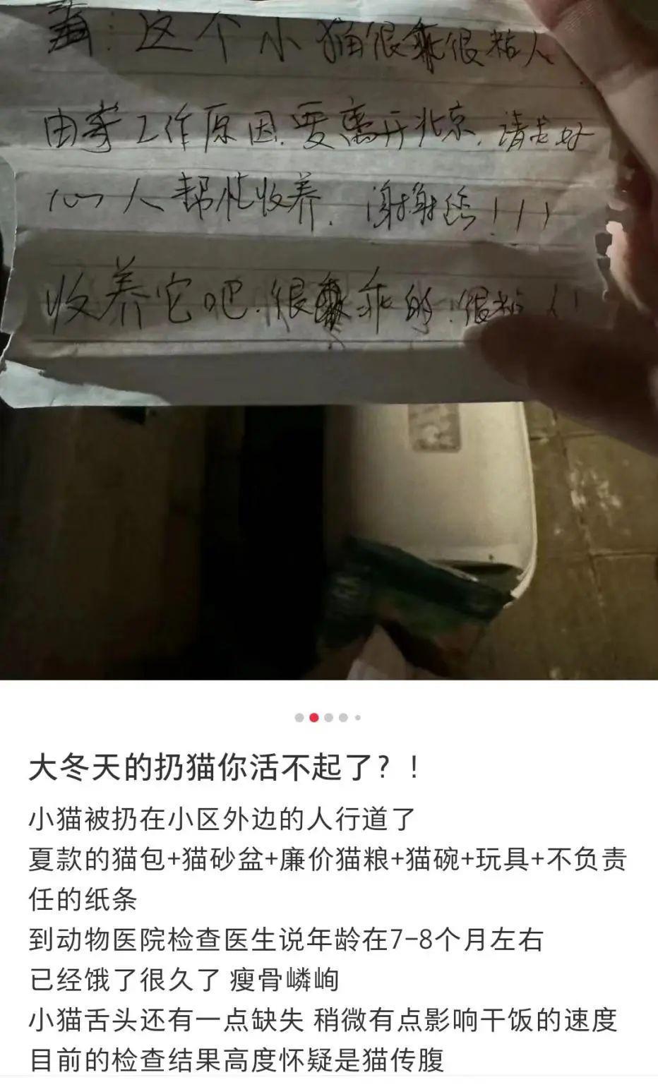 身价上万的宠物，过年前被扔到了大街上