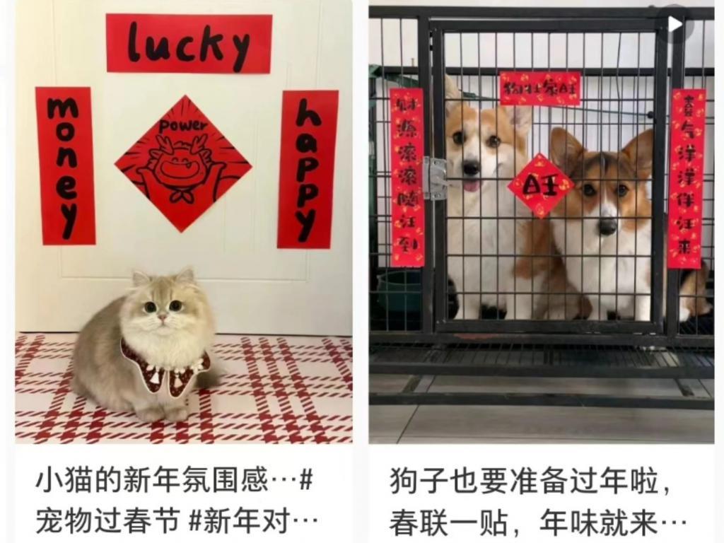 身价上万的宠物，过年前被扔到了大街上