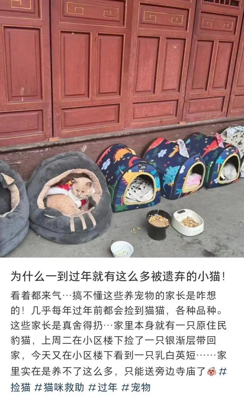 身价上万的宠物，过年前被扔到了大街上