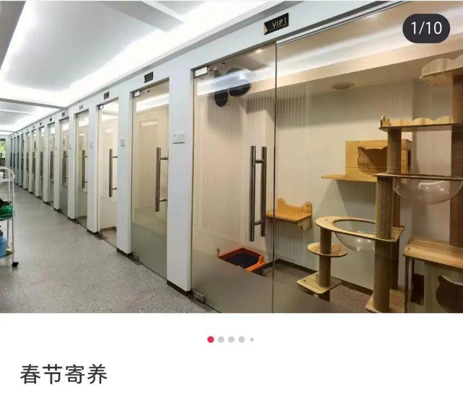 身价上万的宠物，过年前被扔到了大街上