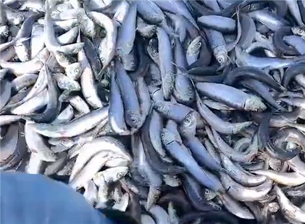 日本一海滩被大量沙丁鱼骨掩埋：烧不完只能等自然分解