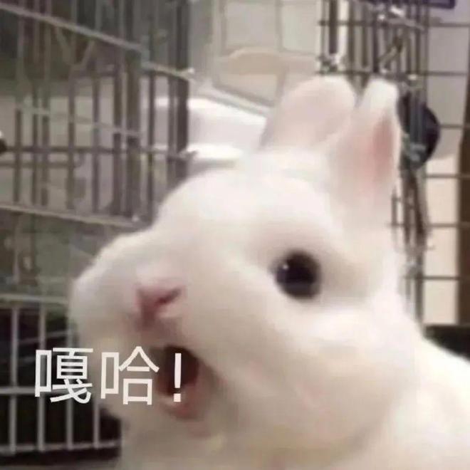 兔系长相，最出顶流？