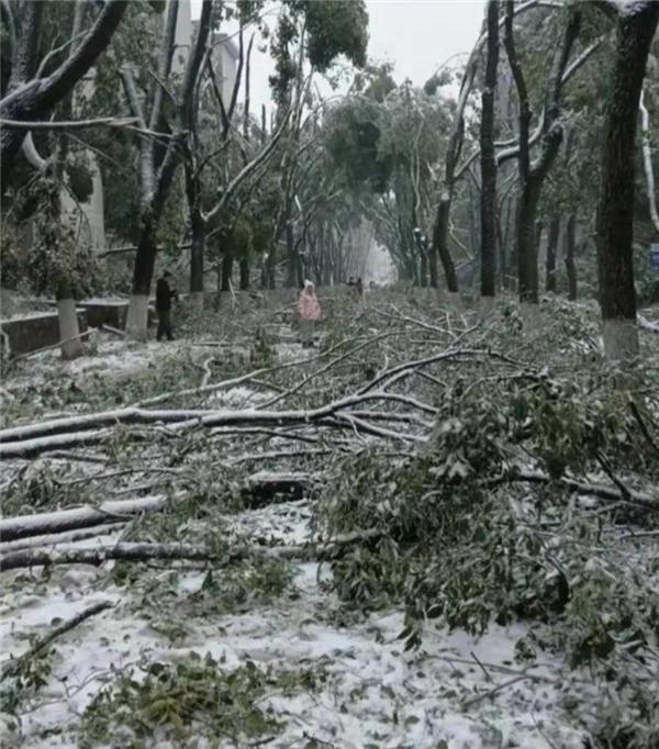 冻雨也挡不住打工人 湖北人上班堪比丛林探险