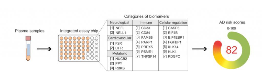早期精准诊断阿尔茨海默病！香港科技大学成功研发血液测试