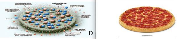 985高校学者用AI生成论文插图，仅发表3天被撤稿！每幅都很荒谬..