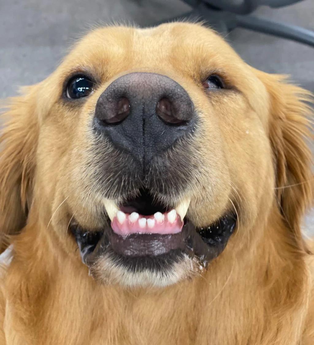 20万就能克隆你的宠物,为什么网友觉得丧心病狂?