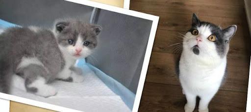 20万就能克隆你的宠物,为什么网友觉得丧心病狂?