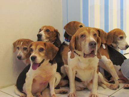 20万就能克隆你的宠物,为什么网友觉得丧心病狂?