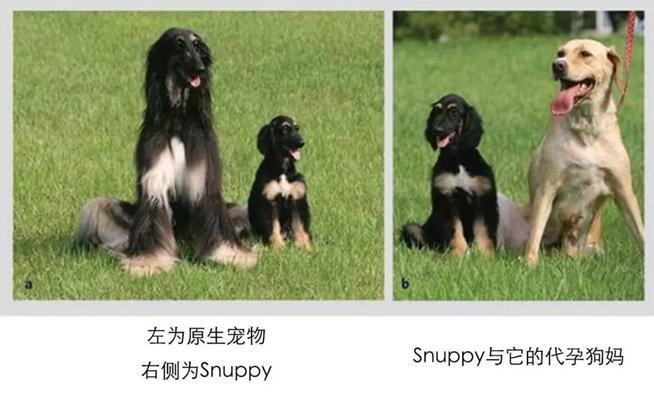 20万就能克隆你的宠物,为什么网友觉得丧心病狂?