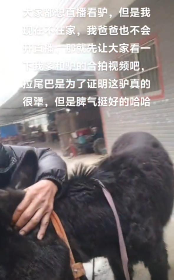 山东卖到广西 大哥回应直播间卖活驴：卖了上千头