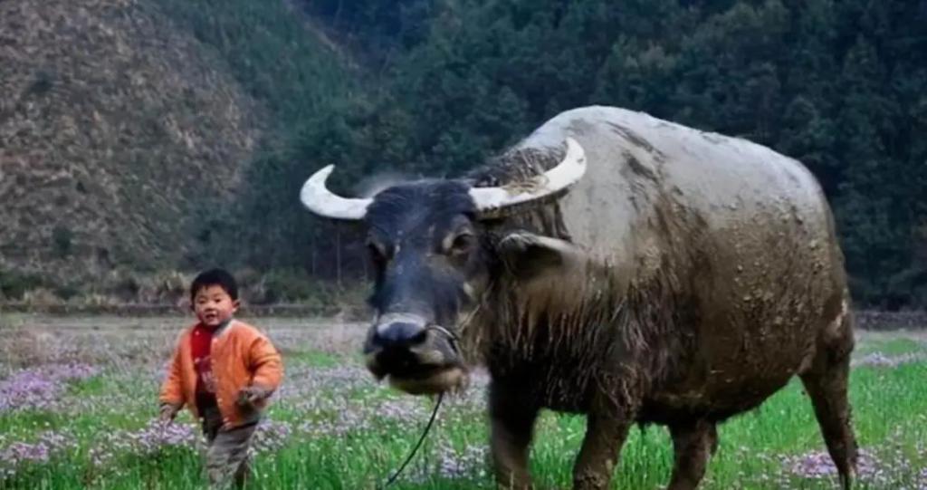 “实在人”李斌