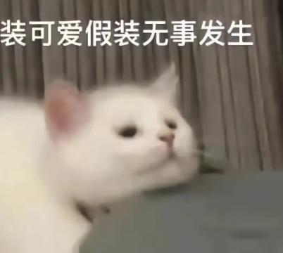 去年硬刚全场的手机，终于要杀回来了
