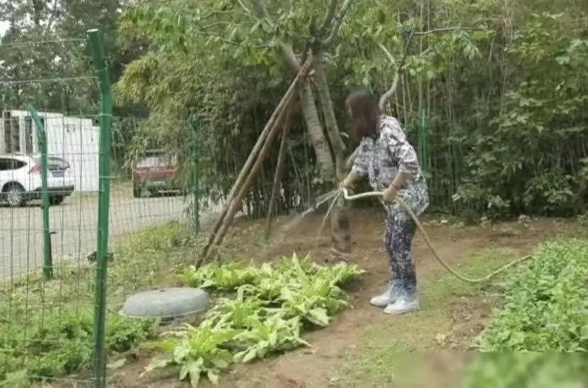 周海媚别墅一片荒凉，短短几个月大变样，让人十分感伤