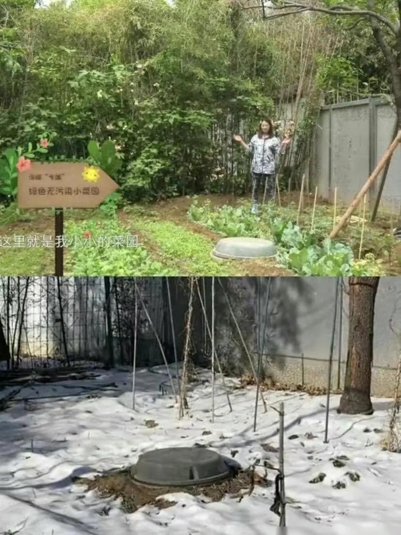 周海媚别墅一片荒凉，短短几个月大变样，让人十分感伤