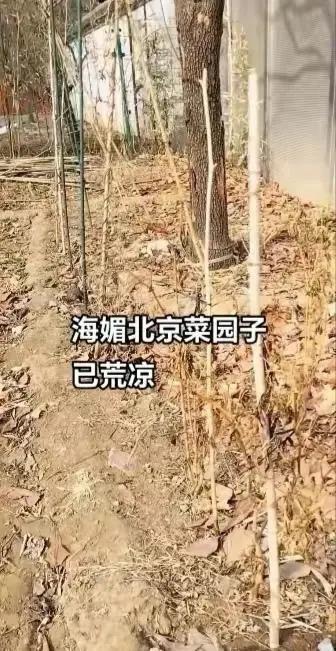 周海媚别墅一片荒凉，短短几个月大变样，让人十分感伤