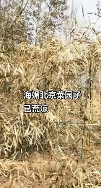 周海媚别墅一片荒凉，短短几个月大变样，让人十分感伤