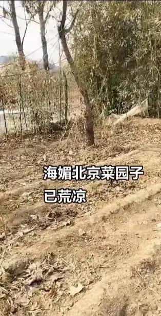 周海媚别墅一片荒凉，短短几个月大变样，让人十分感伤