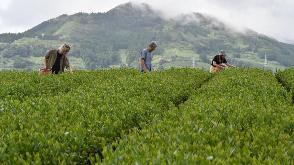 东印度公司和茶叶