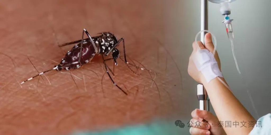 死亡率高于流感新冠！泰国超1.5万人患病！