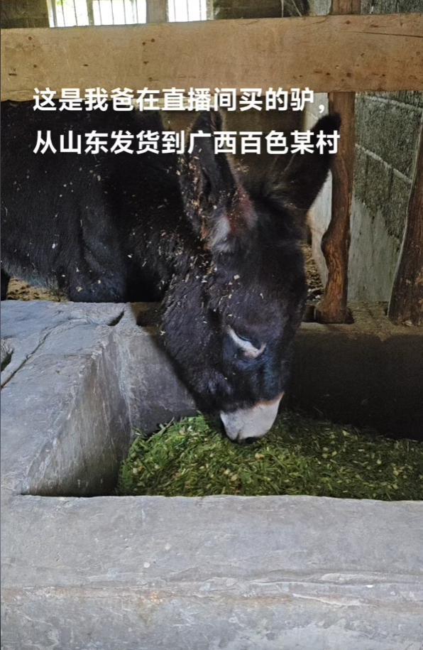 山东卖到广西 大哥回应直播间卖活驴：卖了上千头